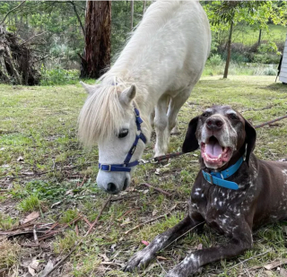 Illustration de l'article : 17 photos de chiens qui adorent leur vie à la ferme