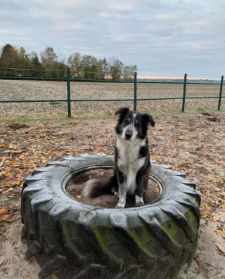 Illustration de l'article : 17 photos de chiens qui adorent leur vie à la ferme