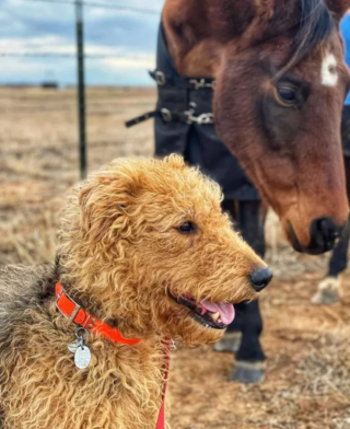 Illustration de l'article : 17 photos de chiens qui adorent leur vie à la ferme