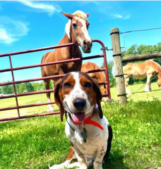 Illustration de l'article : 17 photos de chiens qui adorent leur vie à la ferme