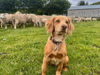 Illustration de l'article : 17 photos de chiens qui adorent leur vie à la ferme