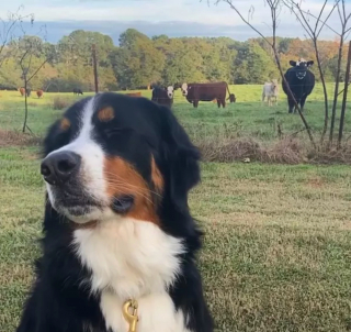 Illustration de l'article : 17 photos de chiens qui adorent leur vie à la ferme