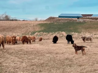 Illustration de l'article : 17 photos de chiens qui adorent leur vie à la ferme