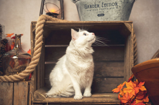 Illustration de l'article : 20 portraits sublimes de chats et de chiens réalisés par un photographe amoureux des animaux