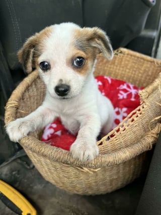 Illustration de l'article : 20 nouvelles photos de chiens et de chats partageant leur joie d'avoir été adoptés