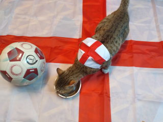 Illustration de l'article : Dave, le chat devenu ami des footballeurs anglais pendant la coupe du monde, a bien trouvé une famille