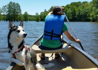 Illustration de l'article : 20 photos montrant le Husky Sibérien dans tous ses états