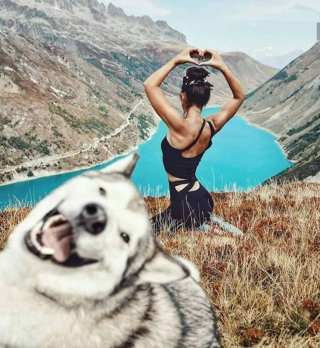 Illustration de l'article : 20 photos montrant le Husky Sibérien dans tous ses états