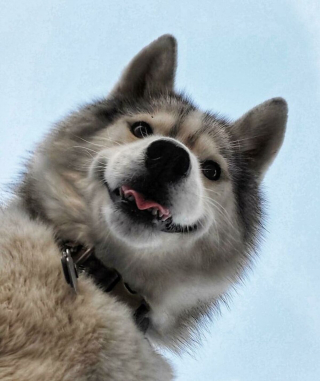 Illustration de l'article : 20 photos montrant le Husky Sibérien dans tous ses états