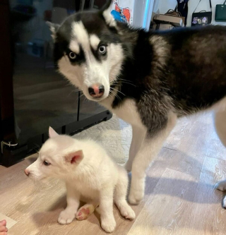 Illustration de l'article : 20 photos montrant le Husky Sibérien dans tous ses états