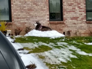 Illustration de l'article : 20 photos montrant le Husky Sibérien dans tous ses états