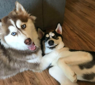 Illustration de l'article : 20 photos montrant le Husky Sibérien dans tous ses états