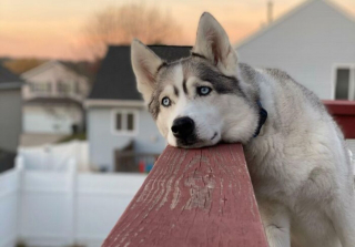 Illustration de l'article : 20 photos montrant le Husky Sibérien dans tous ses états