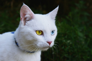 Illustration de l'article : Un chat très rare présumé volé reste introuvable pendant 3 jours, la police est sur le coup