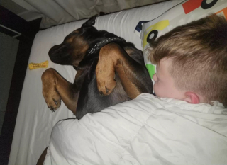 Illustration de l'article : Cette chienne affectueuse s’endort chaque soir dans les bras de son petit frère humain