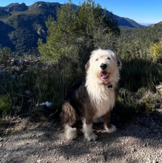 Illustration de l'article : 20 photos au poil de Bobtails, chiens à la fourrure généreuse et ayant le sens de la famille