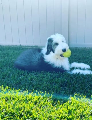 Illustration de l'article : 20 photos au poil de Bobtails, chiens à la fourrure généreuse et ayant le sens de la famille