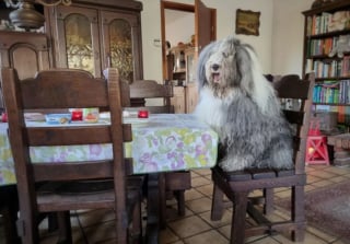 Illustration de l'article : 20 photos au poil de Bobtails, chiens à la fourrure généreuse et ayant le sens de la famille