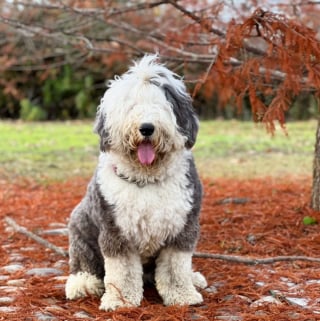 Illustration de l'article : 20 photos au poil de Bobtails, chiens à la fourrure généreuse et ayant le sens de la famille