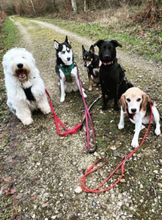 Illustration de l'article : 20 photos au poil de Bobtails, chiens à la fourrure généreuse et ayant le sens de la famille