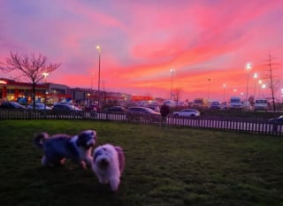 Illustration de l'article : 20 photos au poil de Bobtails, chiens à la fourrure généreuse et ayant le sens de la famille