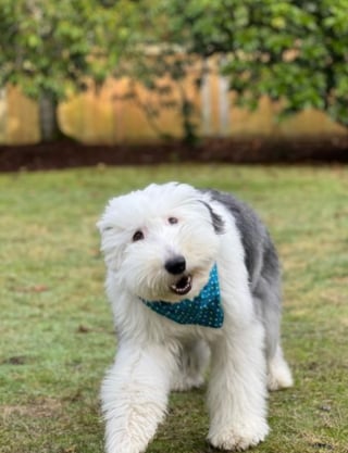 Illustration de l'article : 20 photos au poil de Bobtails, chiens à la fourrure généreuse et ayant le sens de la famille