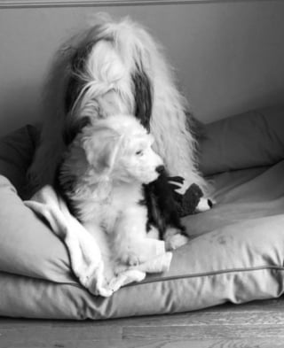 Illustration de l'article : 20 photos au poil de Bobtails, chiens à la fourrure généreuse et ayant le sens de la famille