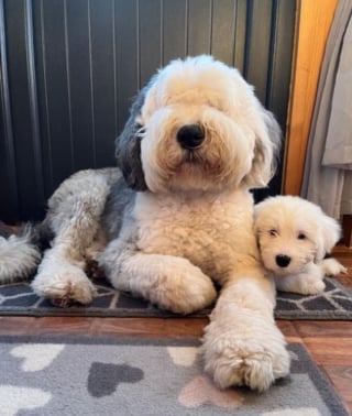 Illustration de l'article : 20 photos au poil de Bobtails, chiens à la fourrure généreuse et ayant le sens de la famille