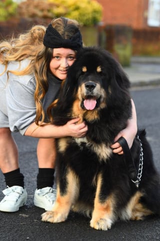 Illustration de l'article : Cette chienne est si grande que les gens la confondent avec un ours ! (vidéo)