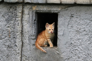 Illustration de l'article : Un chat bloqué dans le clocher d'une église depuis 2 semaines inquiète les habitants qui appellent les pompiers