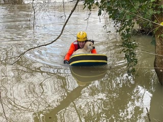 Illustration de l'article : Un chien aperçu en grande difficulté dans un fleuve en crue, des témoins appellent les secours