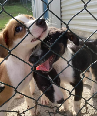 Illustration de l'article : 5 chiots sont abandonnés dans une boîte en carton aux portes d’un refuge (vidéo)