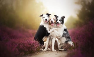 Illustration de l'article : 20 nouvelles photos sublimes de la joyeuse meute de chiens voyageurs d'Alicja Zmyslowska