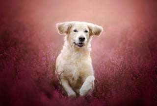 Illustration de l'article : 20 nouvelles photos sublimes de la joyeuse meute de chiens voyageurs d'Alicja Zmyslowska