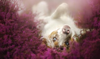 Illustration de l'article : 20 nouvelles photos sublimes de la joyeuse meute de chiens voyageurs d'Alicja Zmyslowska