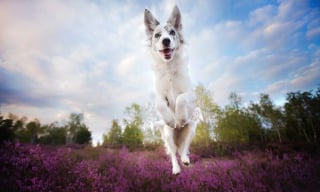 Illustration de l'article : 20 nouvelles photos sublimes de la joyeuse meute de chiens voyageurs d'Alicja Zmyslowska