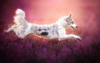 Illustration de l'article : 20 nouvelles photos sublimes de la joyeuse meute de chiens voyageurs d'Alicja Zmyslowska