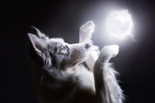 Illustration de l'article : 20 nouvelles photos sublimes de la joyeuse meute de chiens voyageurs d'Alicja Zmyslowska