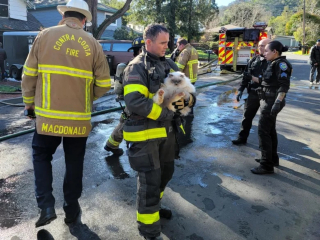 Illustration de l'article : Une opération de sauvetage lancée en urgence pour 70 chats et chiens piégés par les flammes 