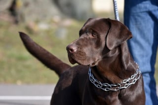 Illustration de l'article : L'Assemblée nationale adopte la loi interdisant les colliers de dressage pour chien