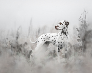 Illustration de l'article : 12 clichés présentés lors d'un grand concours photo canin et qui vous laisseront sans voix