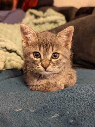 Illustration de l'article : Un chaton sorti de la rue conquiert le cœur d'une chienne qui n'aimait pas les chats et découvre le bonheur (vidéo)