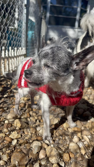 Illustration de l'article : Une chienne fait son retour au refuge seulement 4 mois après son adoption (vidéo)