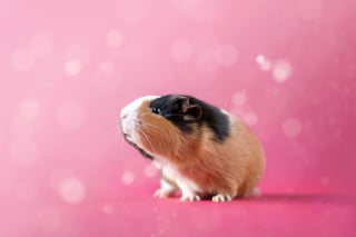 Illustration de l'article : 14 photos en studio de cochons d'Inde qui vous feront craquer pour ces adorables rongeurs