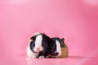 Illustration de l'article : 14 photos en studio de cochons d'Inde qui vous feront craquer pour ces adorables rongeurs