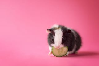 Illustration de l'article : 14 photos en studio de cochons d'Inde qui vous feront craquer pour ces adorables rongeurs