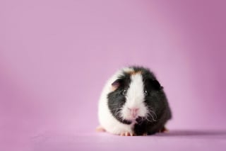 Illustration de l'article : 14 photos en studio de cochons d'Inde qui vous feront craquer pour ces adorables rongeurs