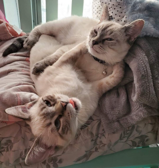 Illustration de l'article : 20 photos de duos de chats profitant ensemble des joies de la vie de famille
