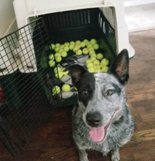 Illustration de l'article : "Mon royaume pour une balle de tennis" : 20 photos adorables de chiens obsédés par leur petite sphère jaune