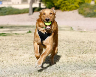 Illustration de l'article : "Mon royaume pour une balle de tennis" : 20 photos adorables de chiens obsédés par leur petite sphère jaune